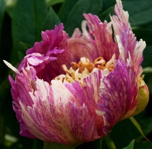 ���� 'Anderson's Kaleidoscope'