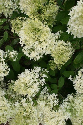 ���������  ����������� Dentelle d� Gorron