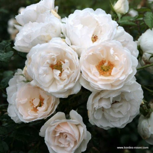 ���� 'Hella'