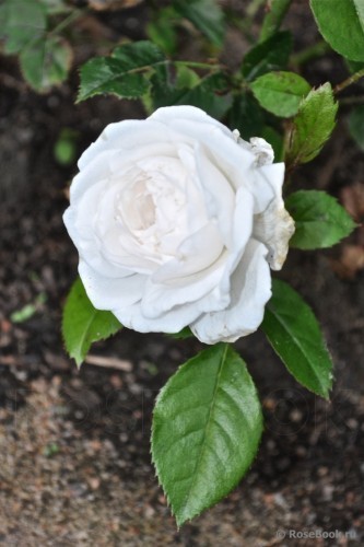 ���� 'Isle of White'