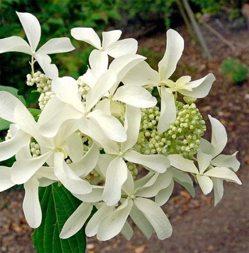 ��������� ����������� Great Star