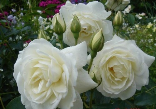 ���� 'Schneewittchen climbing'