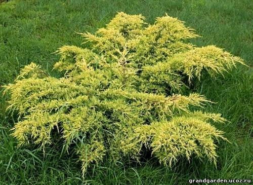 ������������ ����������� 'Gold Coast'