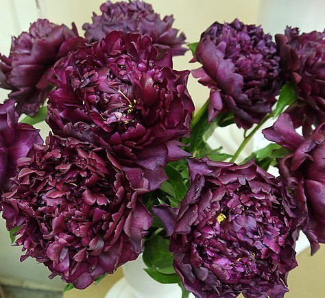 ���� 'Highlight'