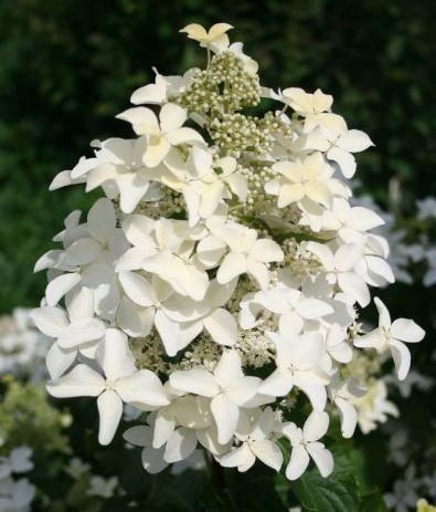 ��������� ����������� Magical Starlight