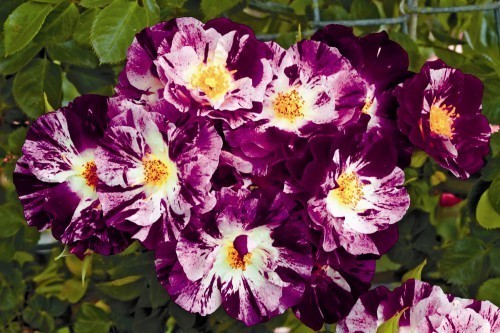 ���� 'Purple Splash'