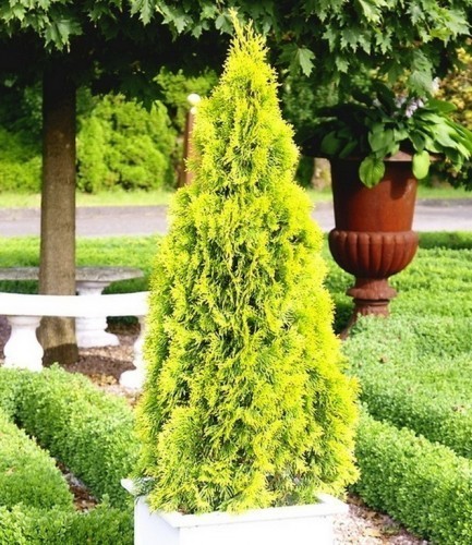 ��� �������� 'Golden smaragd'