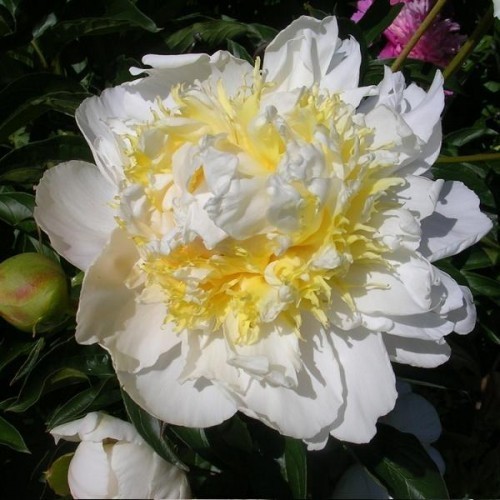 ���� 'Cheddar Chesse'