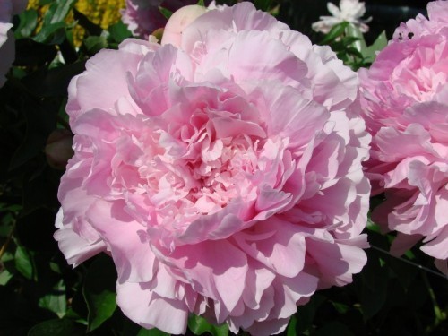 ���� 'Doris Cooper'