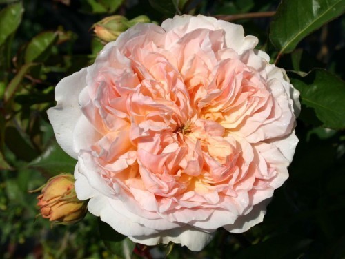 ���� 'Evelyn' (AUSsaucer, Apricot Parfait)