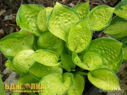 ����� Rainforest sunrise