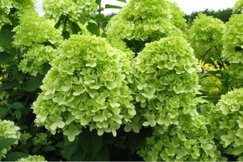 ��������� ����������� Limelight