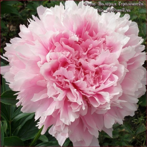 ���� 'Cincinnati'