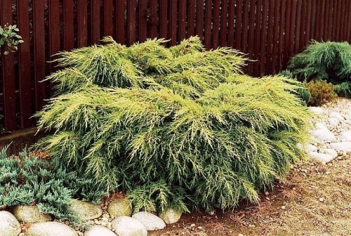 ������������ ������� 'Old gold'