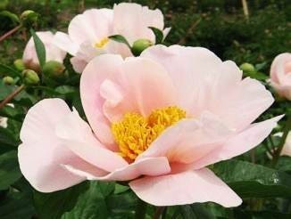 ���� 'Lovebirds'