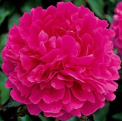 ���� 'Magenta Melody'