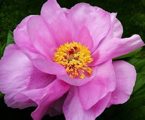 ���� 'May Lilac'