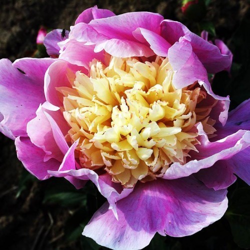 ���� 'Mr. G. F.Hemerick'