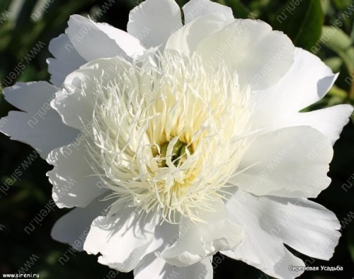 ���� 'Bride's Dream'