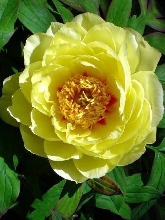 ���� 'Yellow Waterlily'