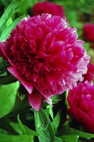 ���� '������� ������'