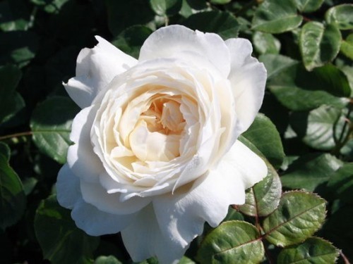 ���� rosa william and Catherine