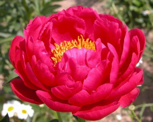 ���� 'Raspberry Charm'