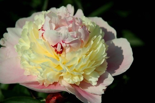 ���� 'Rhapsody' ����� �������!!!