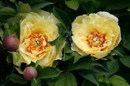 ���� 'Yellow Heaven' itoh