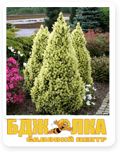 ���� �������� (Delbard)