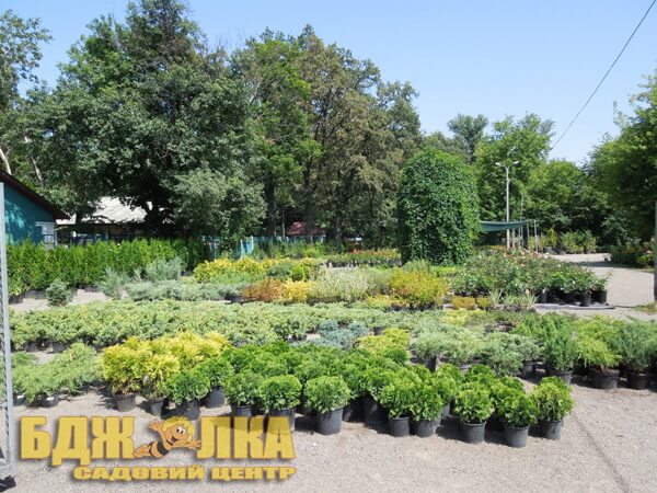 Хвойные растения