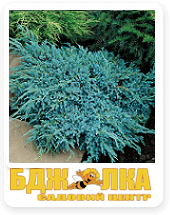 ���� �������� (Delbard)