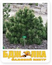 ���� �������� (Delbard)