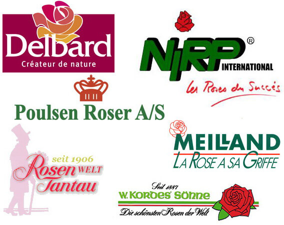 Розы питомника Дельбара, питомник роз Кордес, питомники Тантау, Мейян, Нирп