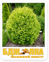 ��������� (Actinidia)