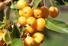 ������  'Golden Hornet'  3 �