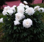���� 'Amalia Olson'