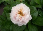 ���� 'Blushing Princess'