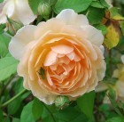 ���� 'Grace' (AUSkeppy)