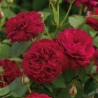 Роза 'Darcey Bussell' (AUSdecorum, Monferrato)