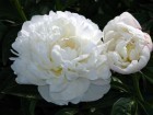 ���� 'Amalia Olson'