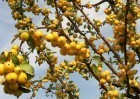 ������  'Golden Hornet'  3 �