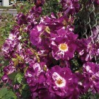 ���� 'Purple Splash'