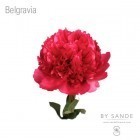 ���� 'Belgravia'