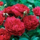 ���� 'Darcey Bussell' (AUSdecorum, Monferrato)