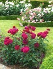 ���� 'Darcey Bussell' (AUSdecorum, Monferrato)