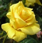 ���� 'Gardeners Glory'