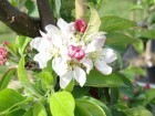 ������  'Golden Hornet'  3 �
