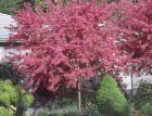 ������ 'Nicoline' 2,5 �