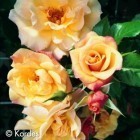 ���� 'Moonlight'